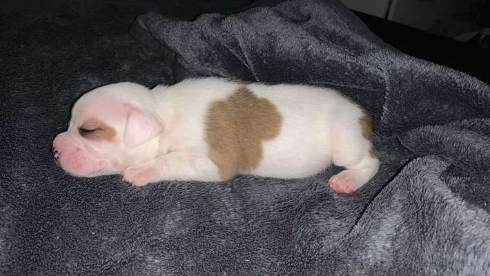 Welpen Bilder !-Beitrag-Bild