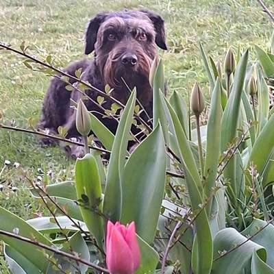 Hundetreffen-Einfach zusammen Gassi gehen-Bild
