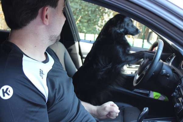 Trickdogging-Beitrag-Bild