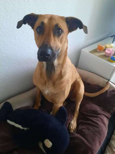 Die Dogorama Kalender Challenge Titelbild-Beitrag-Bild