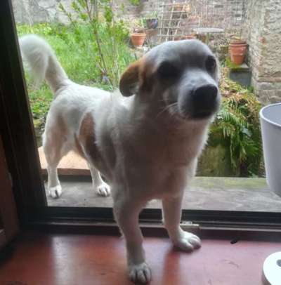 eure Spitznamen für die Vierbeiner-Beitrag-Bild