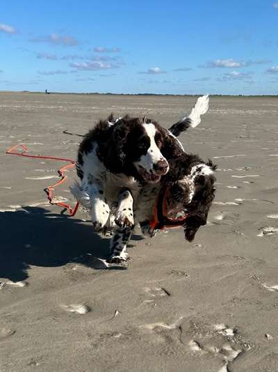 Englisch Springer Spaniel-Beitrag-Bild