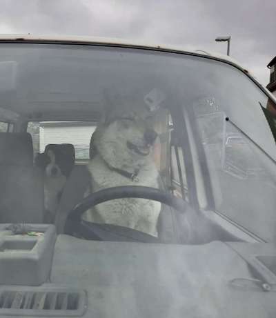 FOTOCHALLENGE 70 - Dein Hund im Auto-Beitrag-Bild