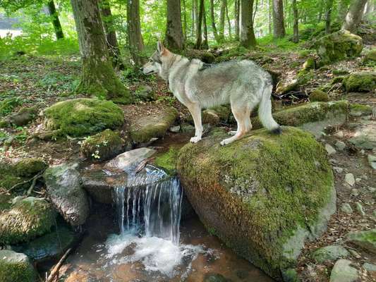 Die Dogorama Monats Challenge "Es grünt und blüht"-Beitrag-Bild