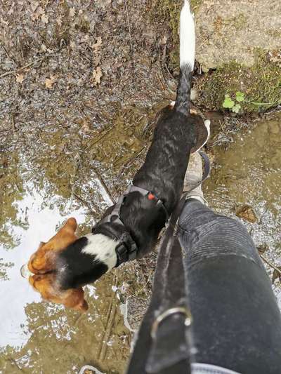 Hundetreffen-Hunde Freunde für Cookie-Bild
