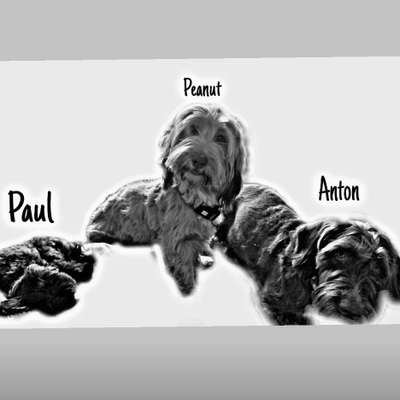 Hundetreffen-Treffen bei Wind und Wetter ohne Leine