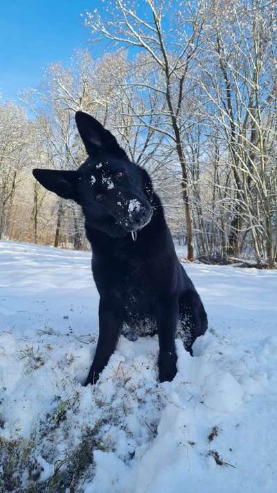 Deutsche Schäferhunde, Belgische Schäferhunde.-Beitrag-Bild