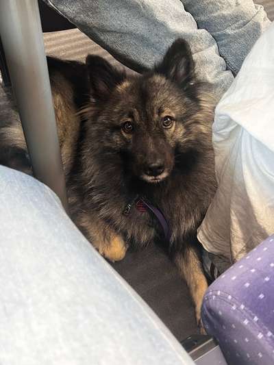 Hundetreffen-Spielkamerad/in gesucht und gemeinsames Training.-Bild