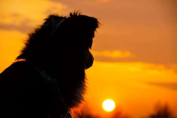 Die Dogorama Kalender Challenge Titelbild-Beitrag-Bild