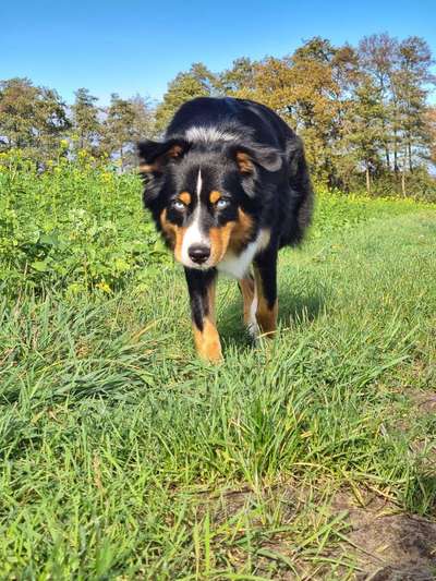 Zeigt mal die schönsten Bilder von euren Hunden !-Beitrag-Bild