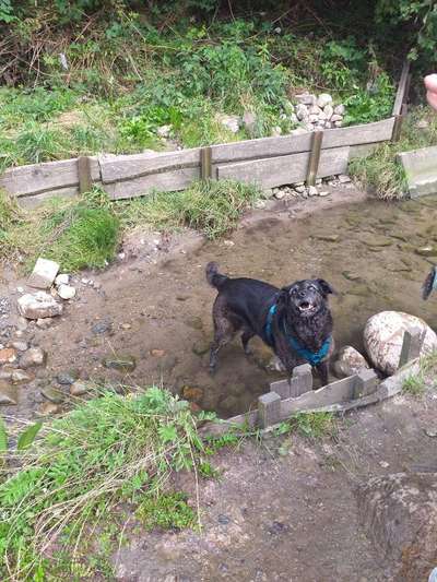 Die Dogorama Wochen Challenge-Beitrag-Bild