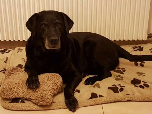 Wo sind meine Labrador Freunde-Beitrag-Bild