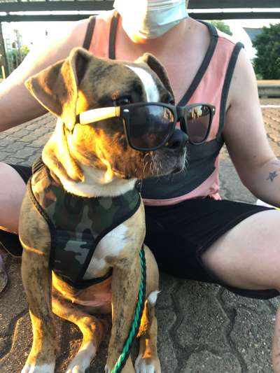 Wo sind meine AMERICAN BULLDOGS?-Beitrag-Bild