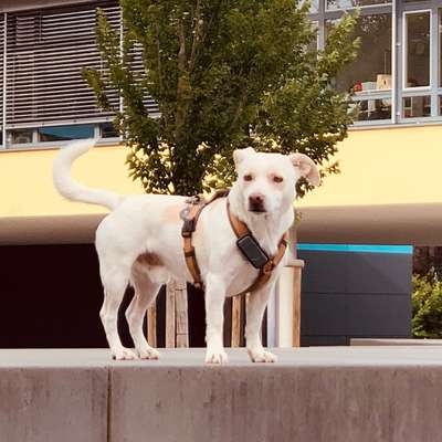 aktuelles Foto Gruppe Straßenhunde aus Rumänien