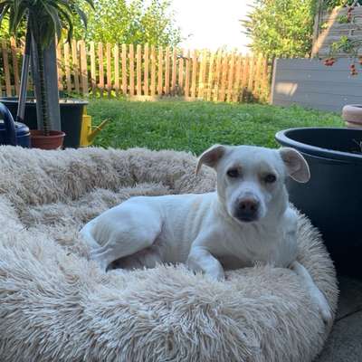 Mischlinge raten - Rätselspaß-Beitrag-Bild