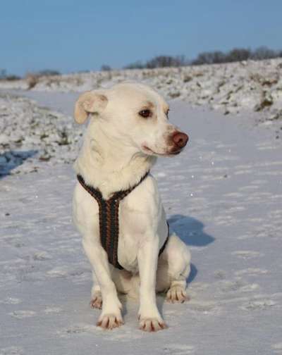 Auslandstierschutz-Beitrag-Bild