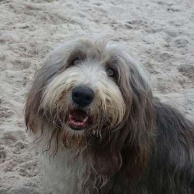 Zeigt mal die schönsten Bilder von euren Hunden !-Beitrag-Bild