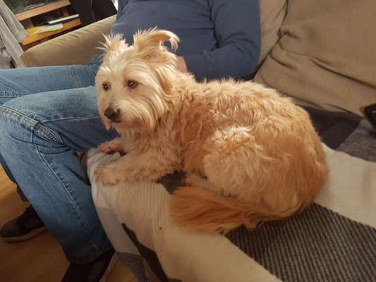 Hunde vom Tierschutzverein 🐕♥️-Beitrag-Bild