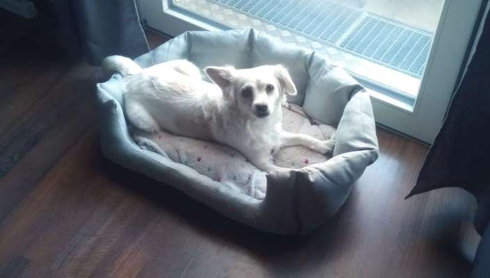 Tierschutzhund ist meine Lieblingsrasse-Beitrag-Bild