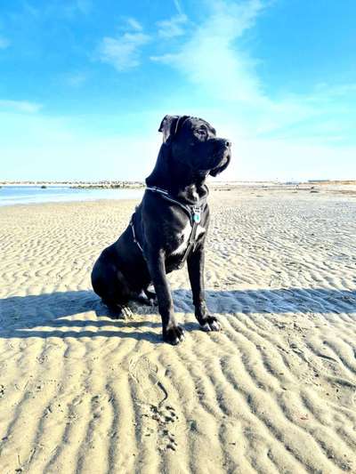 Dogorama-Monats-Challenge-Mai "Wasser"-Beitrag-Bild