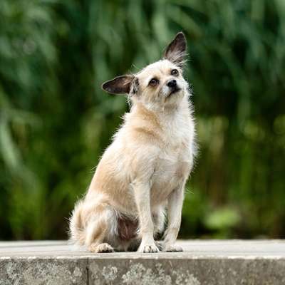 Hundetreffen-Social Walk/Spielen/ Training-Bild