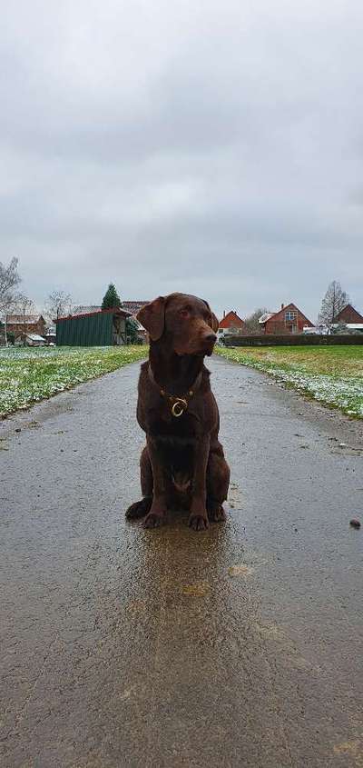 Labradorfans-Beitrag-Bild