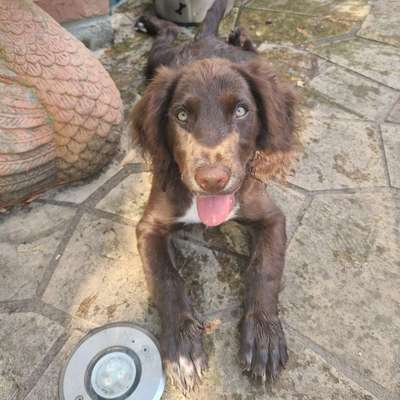 Hundetreffen-Junghundetreffen🐶-Bild