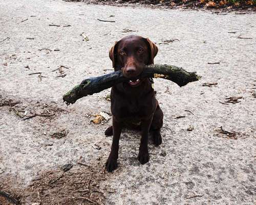 Lustige Bilder-Beitrag-Bild