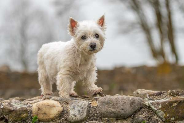 Fotochallenge Nr. 56 - geliebte Senioren-Beitrag-Bild