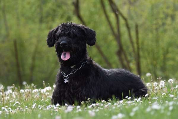 Schnauzer-Beitrag-Bild