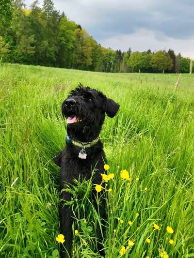 Wo sind die Riesenschnauzer?-Beitrag-Bild
