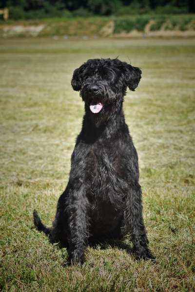 Wo sind die Riesenschnauzer?-Beitrag-Bild