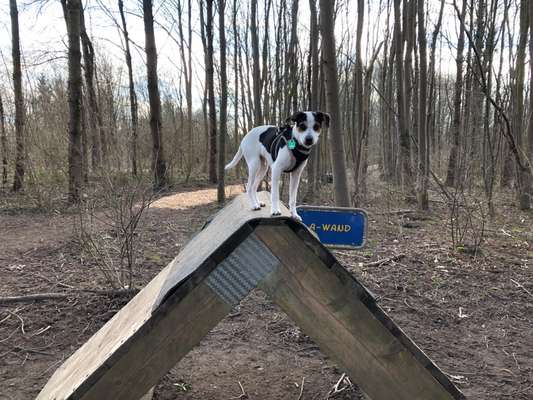 Hundeauslaufgebiet-Hundewald Stolpe-Bild