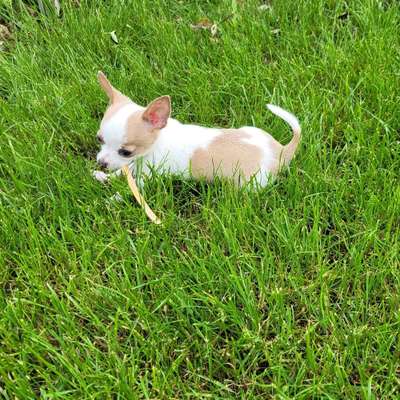 Hundetreffen-Welpen treffen-Bild