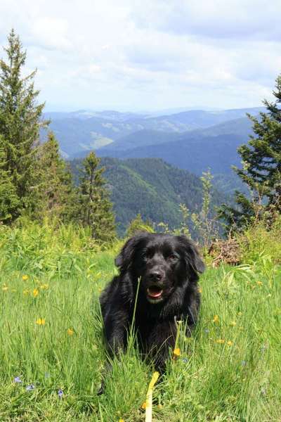 Hundetreffen-Socialwalk & Training-Bild