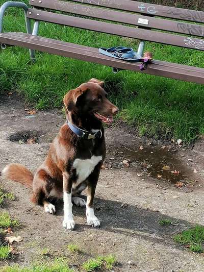 Unsere Fellnasen-Vielfalt im Überblick!-Beitrag-Bild