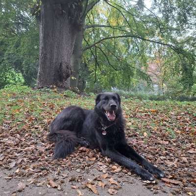 Hundetreffen-Gemeinsam Gassi-Bild