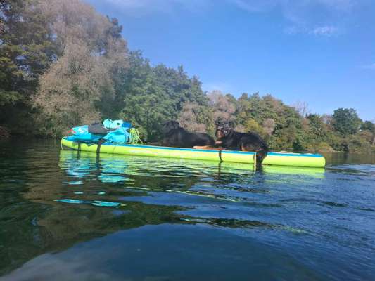 Hundetreffen-SUP mit Hund-Bild