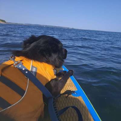 Hundetreffen-Paddeln in den Sonnenaufgang SUP-Bild