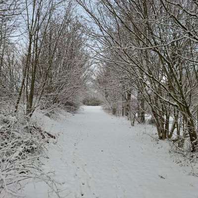 Hundetreffen-Runde um den Schöhsee-Bild