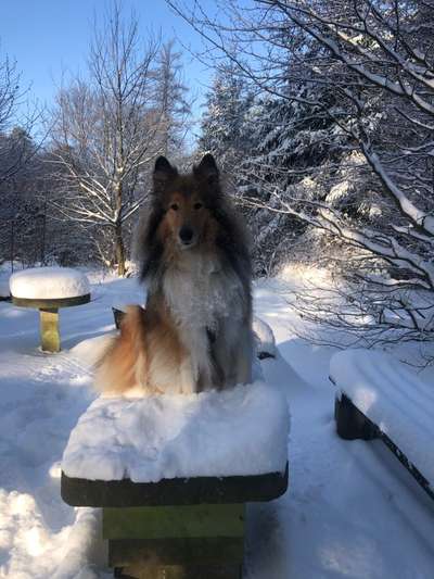 Dogorama Photo Challenge - Winterstimmung-Beitrag-Bild