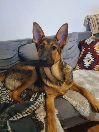 Schäferhund-Beitrag-Bild