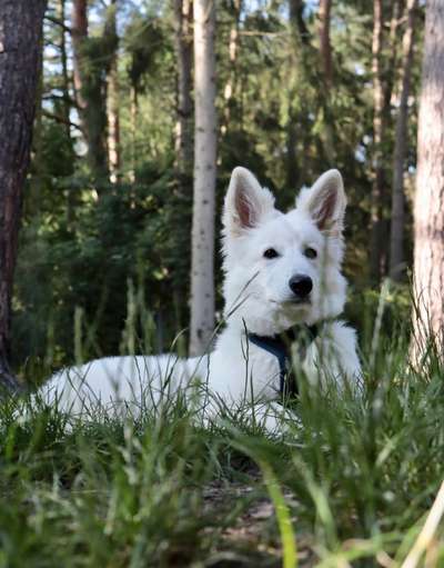 Die Dogorama Kalender Challenge Titelbild-Beitrag-Bild