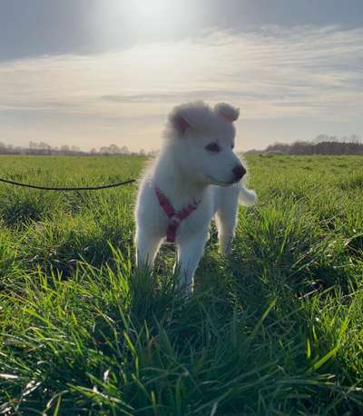 Schäferhund-Fans?-Beitrag-Bild