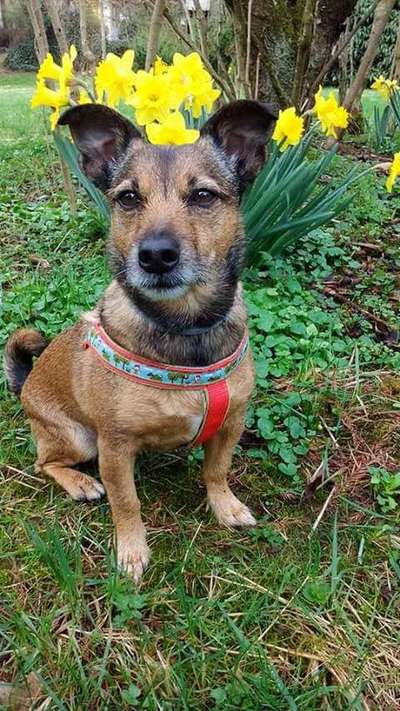 Mischlingshunde Foto Aufruf-Beitrag-Bild