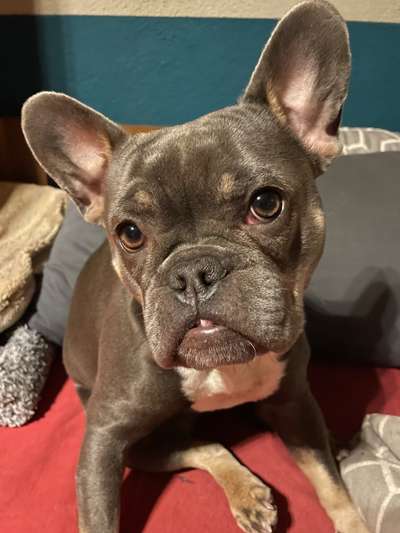 Französische Bulldoggen-Beitrag-Bild