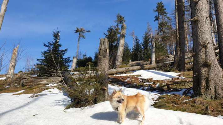 Spitz--Zwergspitz--kleinspitz---mittelspitz----Großspitz--Wolfsspitz-Beitrag-Bild