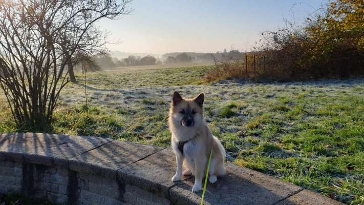 Nordische Hunde-Beitrag-Bild