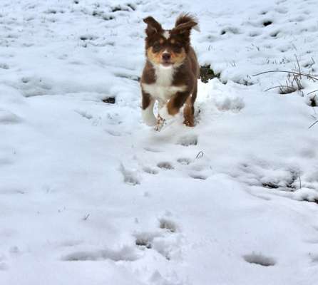 Dogorama Photo Challenge - Winterstimmung-Beitrag-Bild