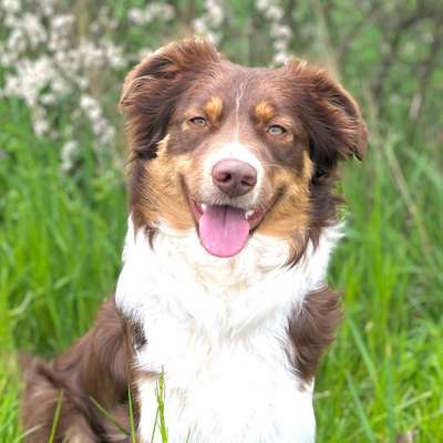 Hundetreffen-Suchen Spielgefährten:)-Bild